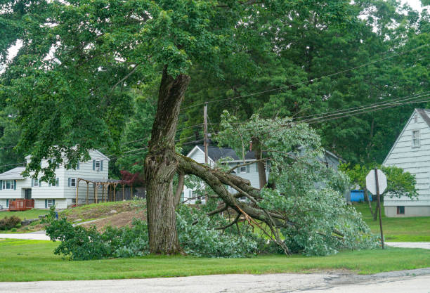 Best Tree Mulching  in Fairhope, AL